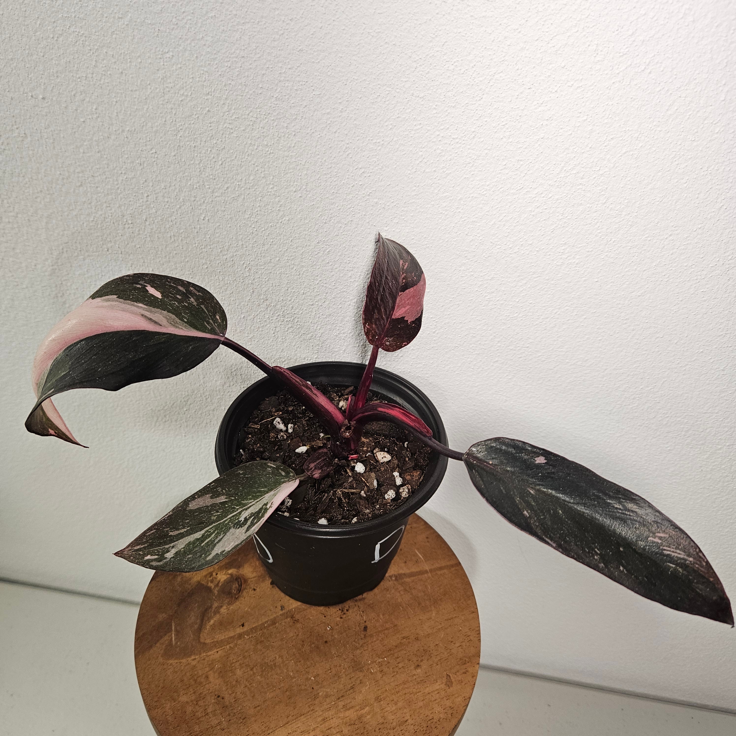 Philodendron Pink Princess Galaxy | Marble Variegated RARE