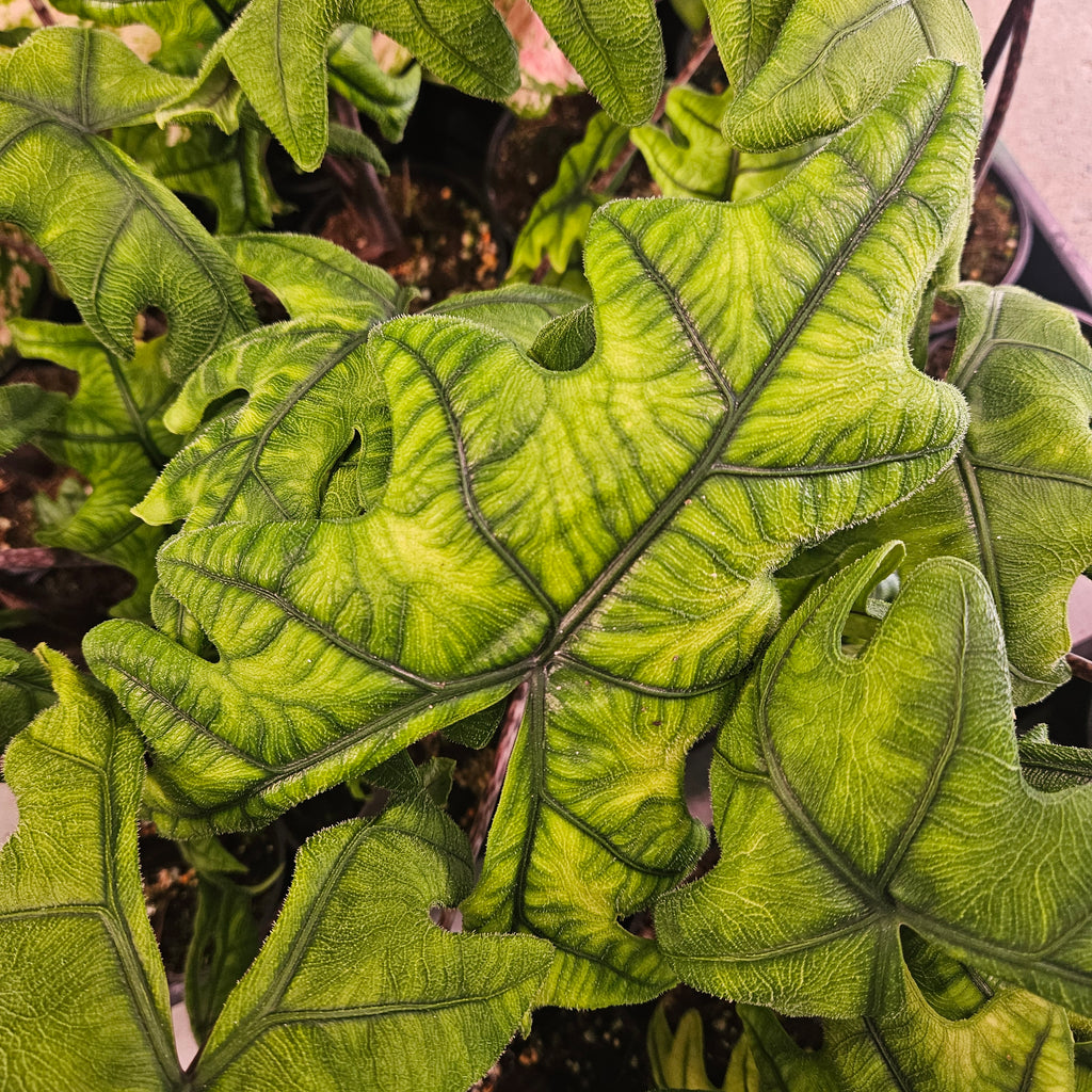 Alocasia Jacklyn | Rare Textured Leaf Alocasia tandurusa