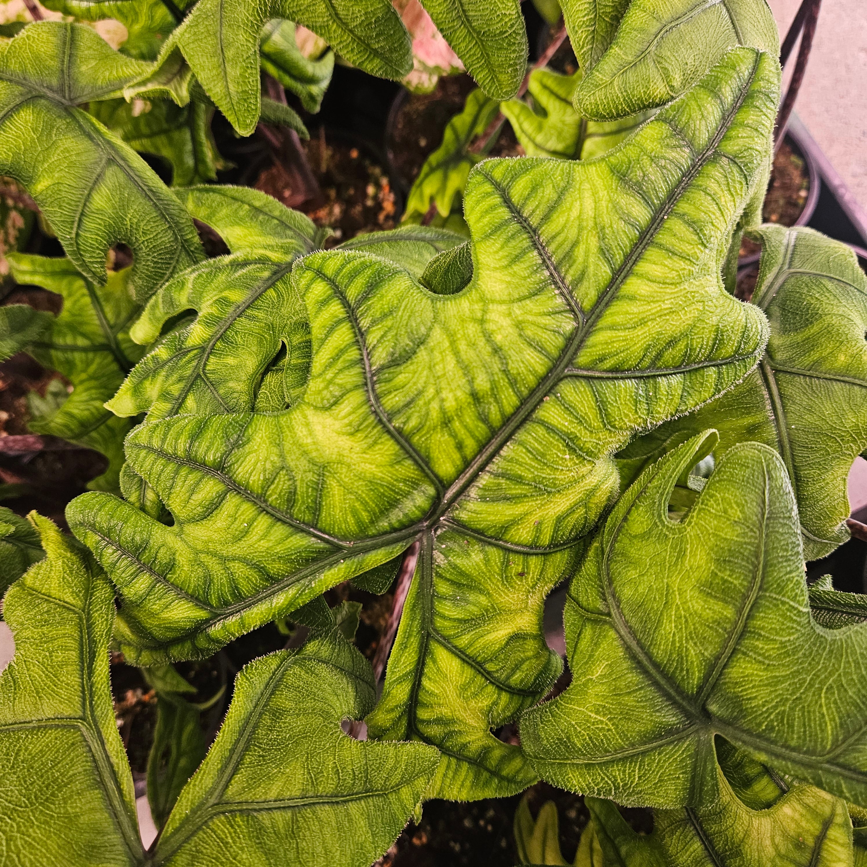 Alocasia Jacklyn | Rare Textured Leaf Alocasia tandurusa