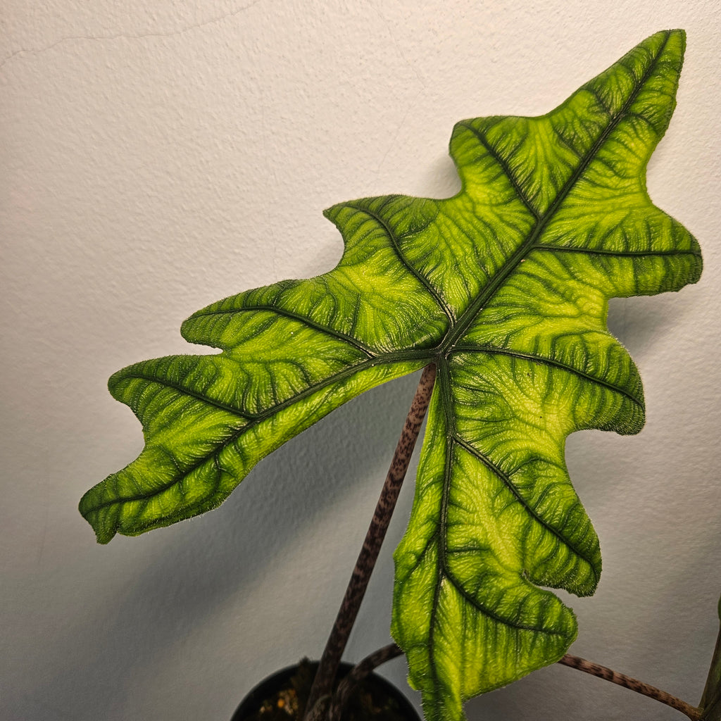 Alocasia Jacklyn | Rare Textured Leaf Alocasia tandurusa