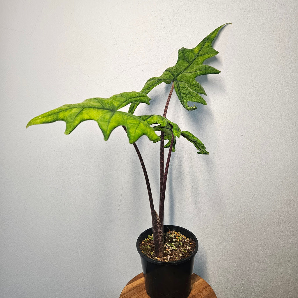 Alocasia Jacklyn | Rare Textured Leaf Alocasia tandurusa