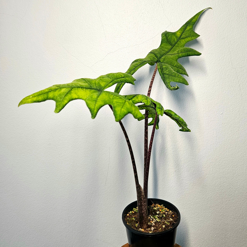 Alocasia Jacklyn | Rare Textured Leaf Alocasia tandurusa best of the lot