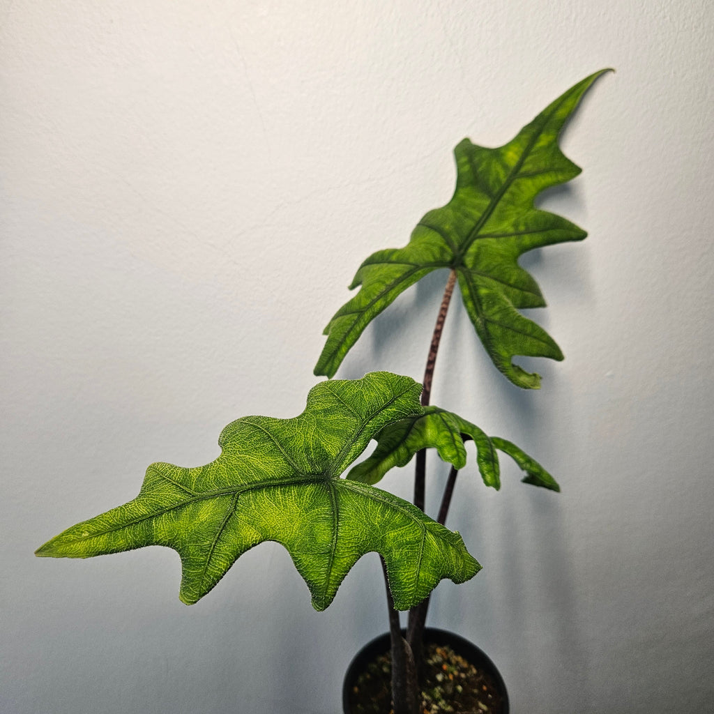 Alocasia Jacklyn | Rare Textured Leaf Alocasia tandurusa