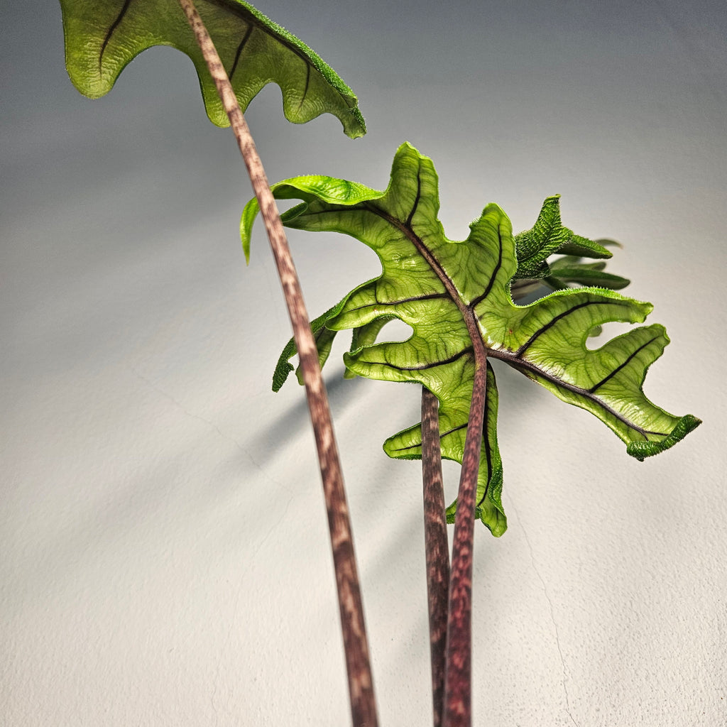Alocasia Jacklyn | Rare Textured Leaf Alocasia tandurusa