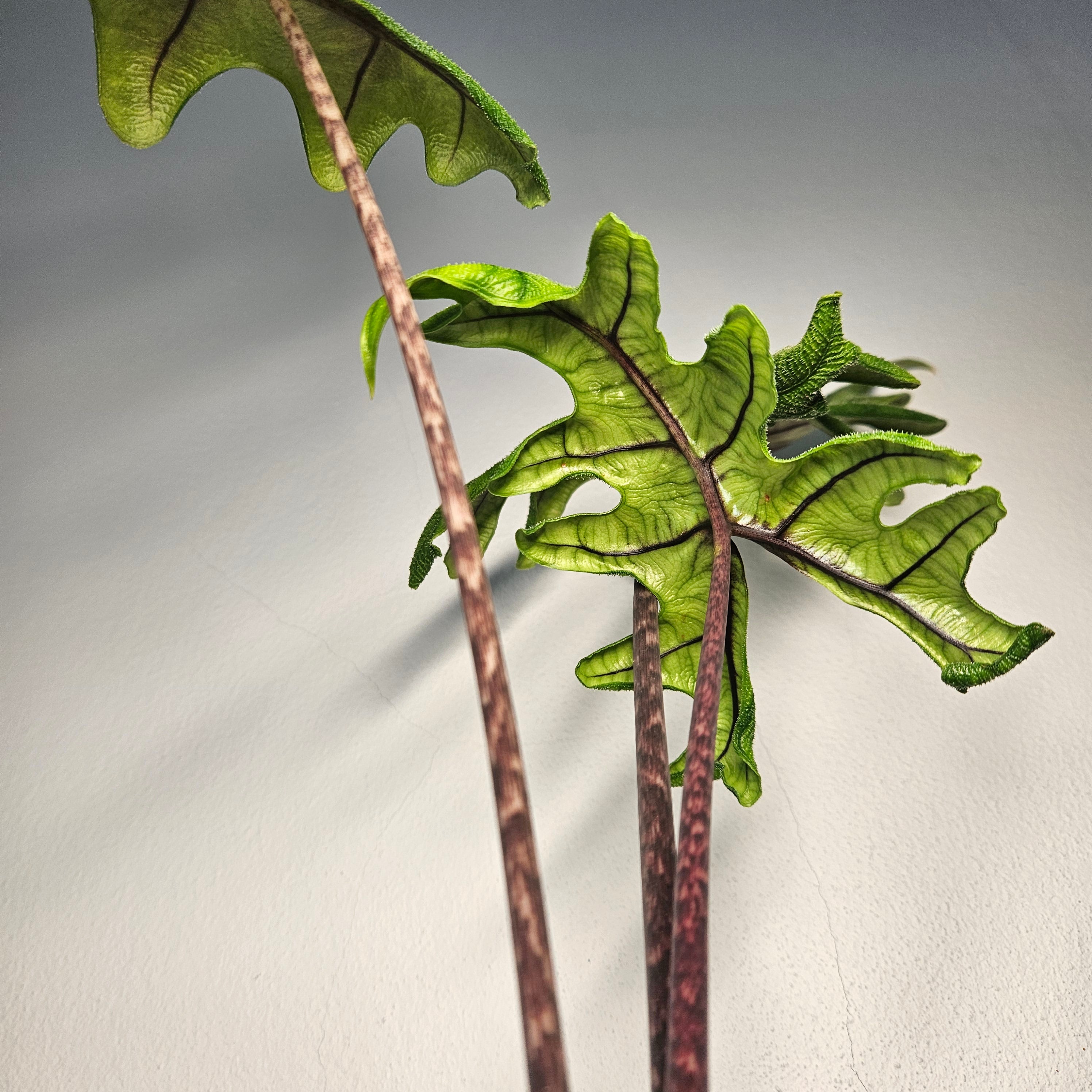 Alocasia Jacklyn | Rare Textured Leaf Alocasia tandurusa