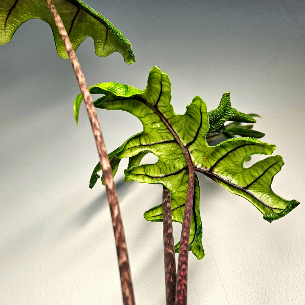 Alocasia Jacklyn | Rare Textured Leaf Alocasia tandurusa best of the lot