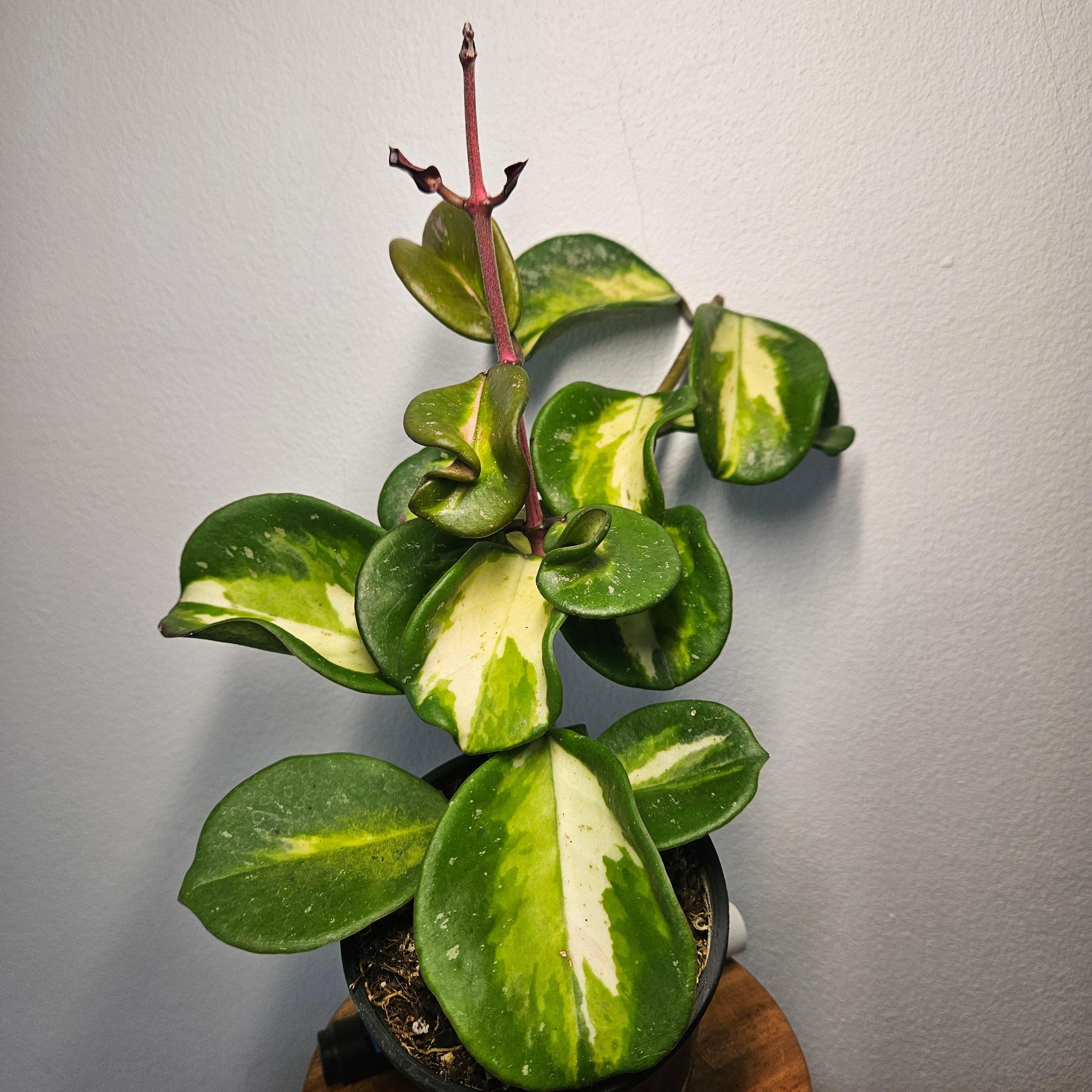 Hoya Obovata | Variegated Rare