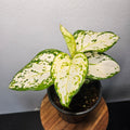 Aglaonema | White Valentine