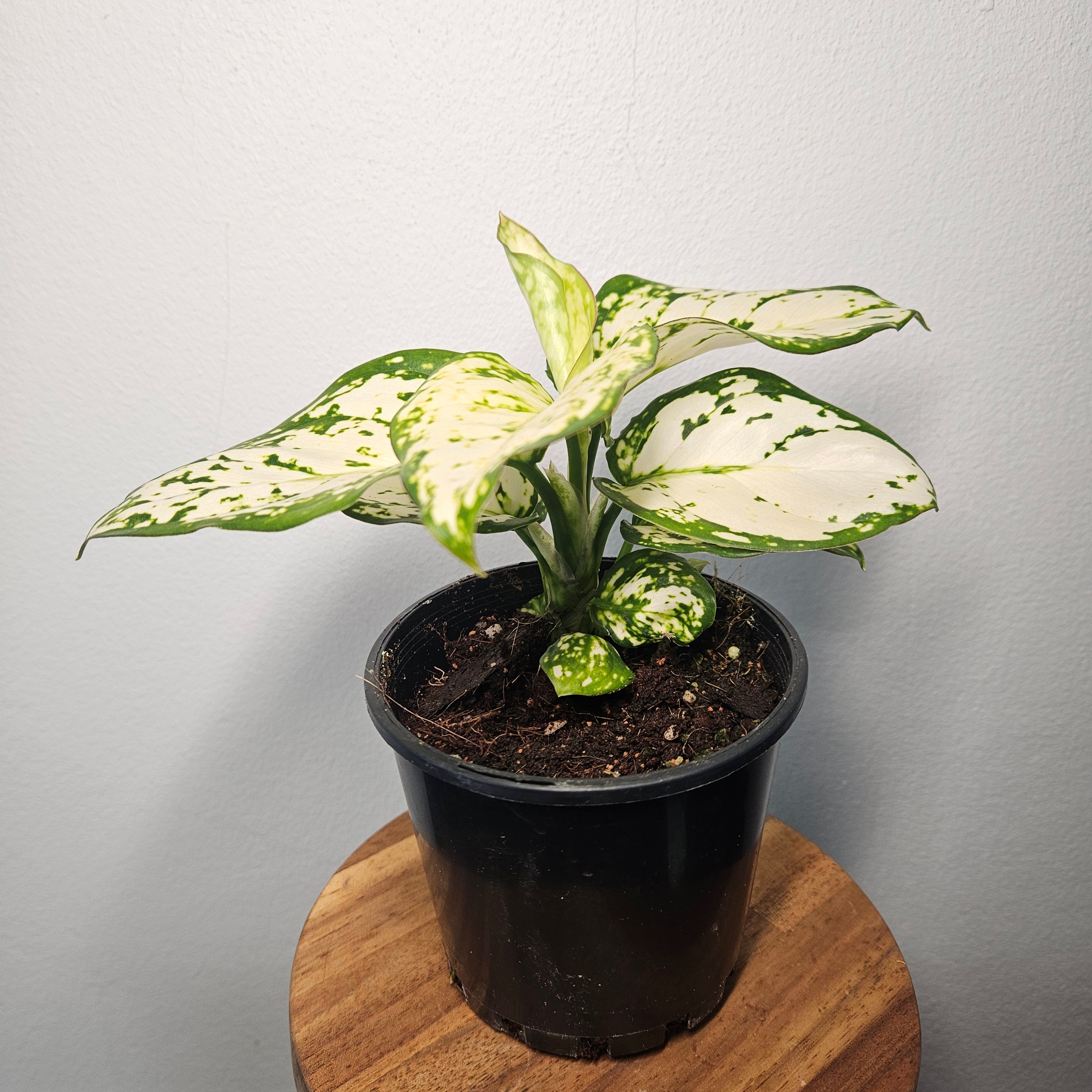 Aglaonema | White Valentine