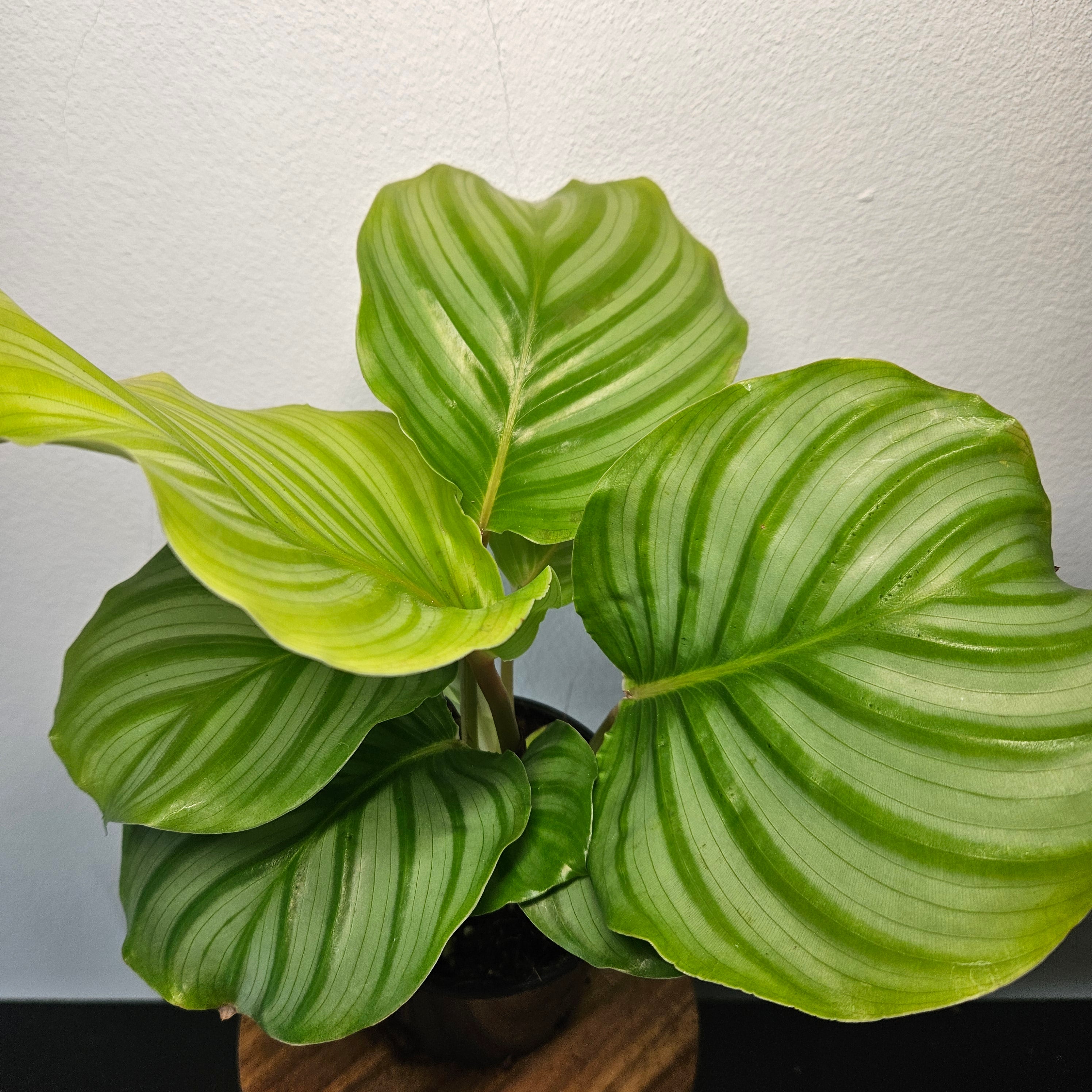 Calathea | Orbifolia