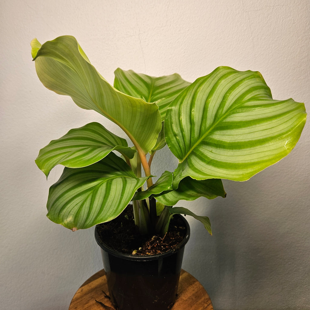 Calathea | Orbifolia