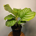 Calathea | Orbifolia