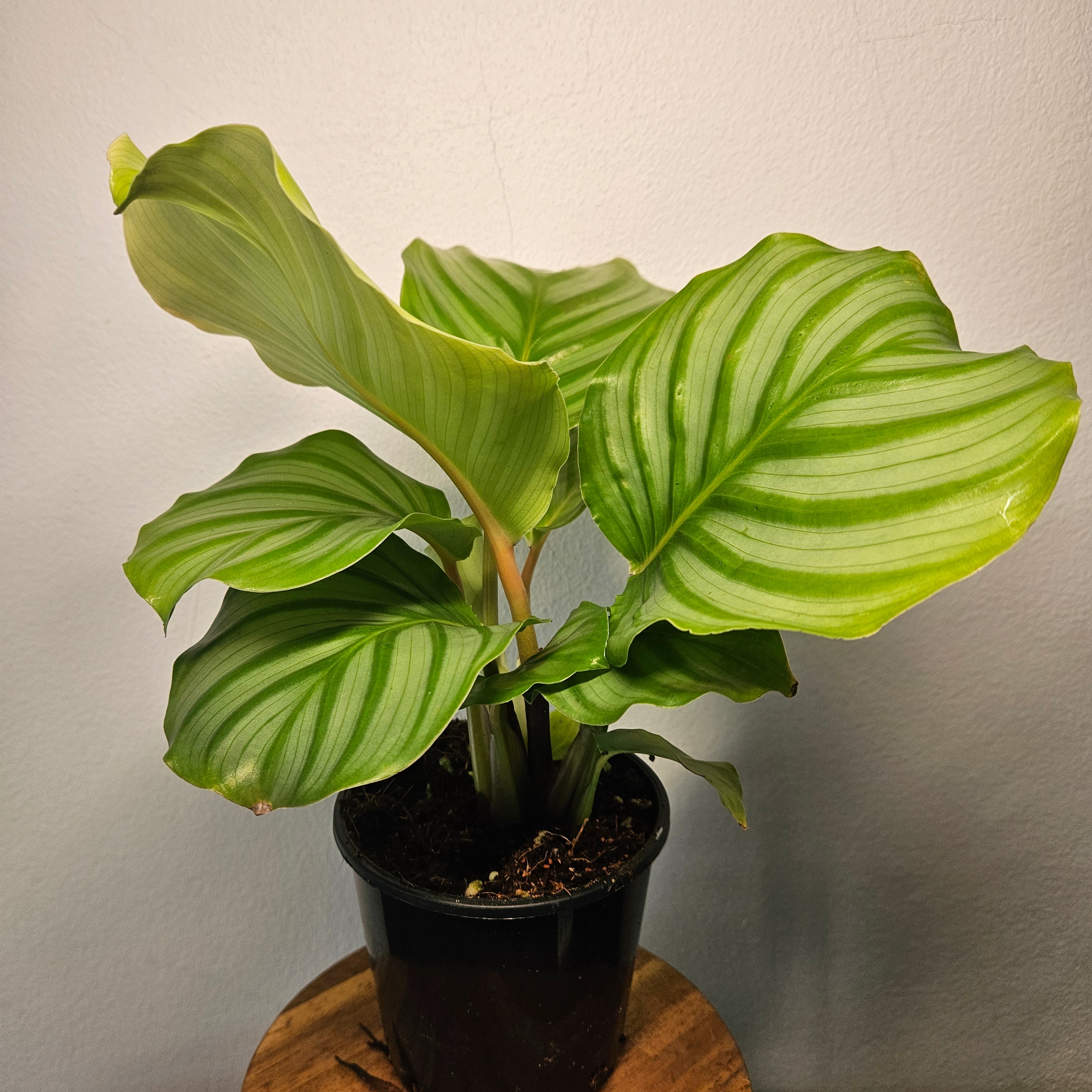Calathea | Orbifolia