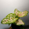 Aglaonema | Favion