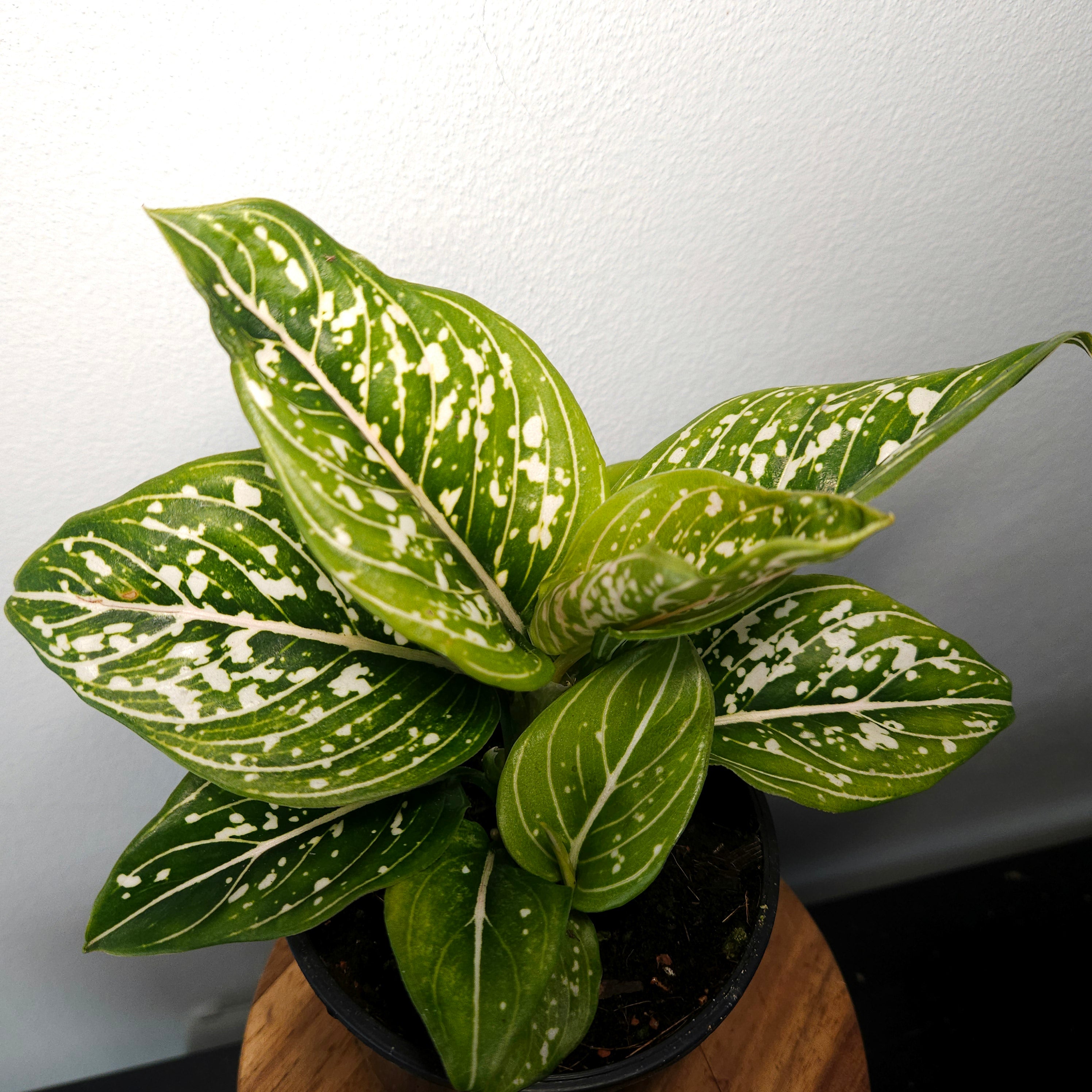 Aglaonema | Tom's Pride Variegated