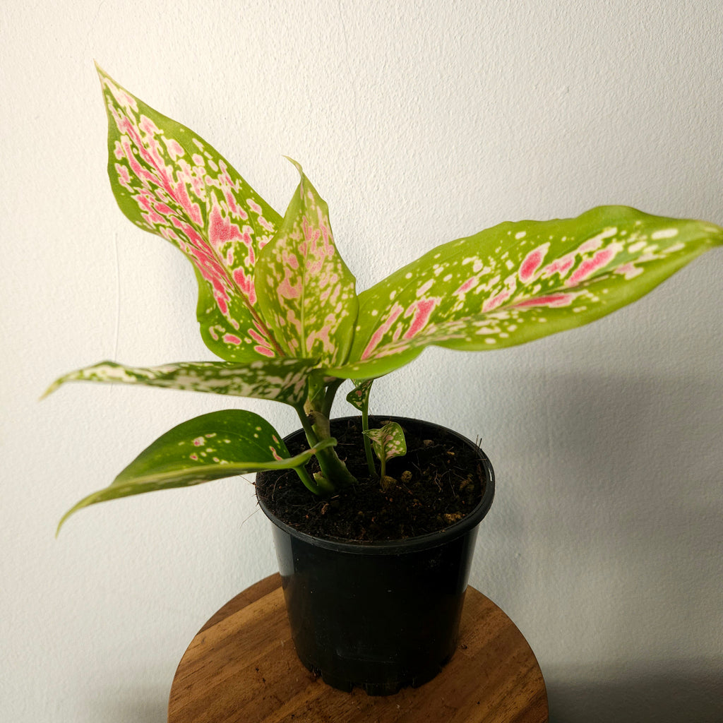 Aglaonema | Dang Monkol