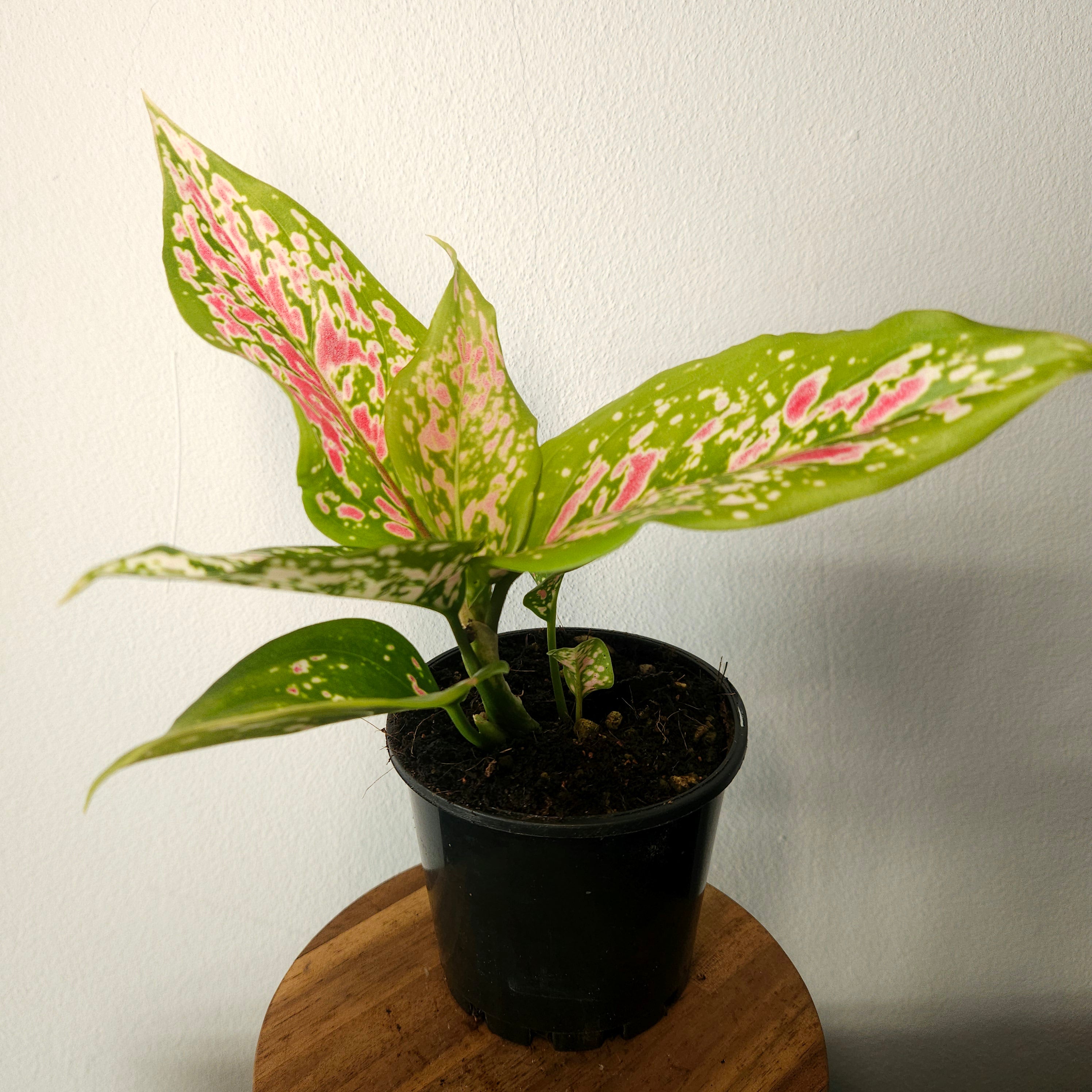 Aglaonema | Dang Monkol