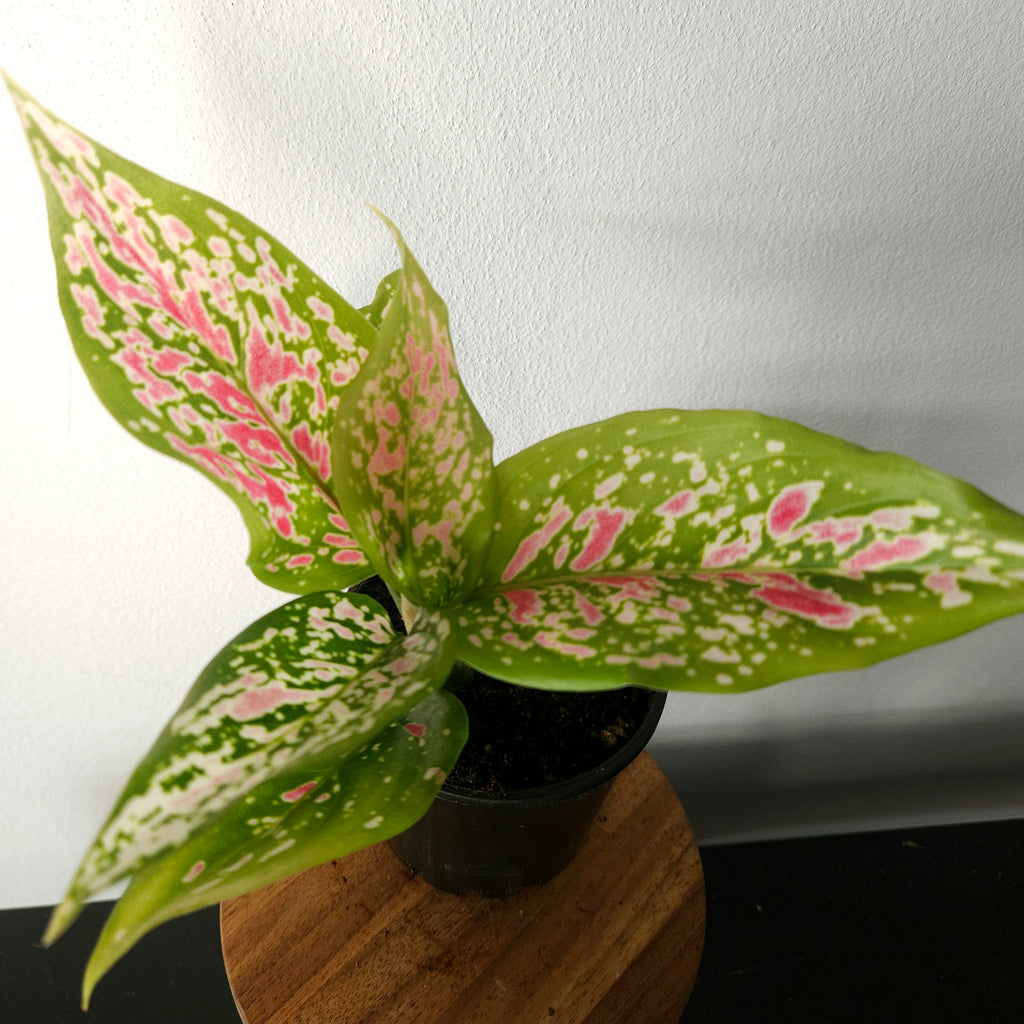 Aglaonema | Dang Monkol