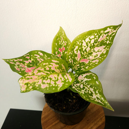 Aglaonema | Dang Monkol
