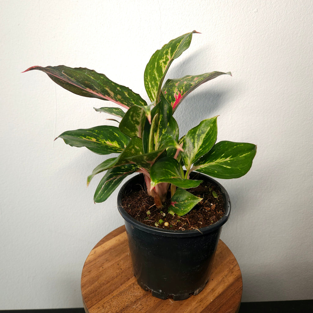 Aglaonema | Ammaj Jaron