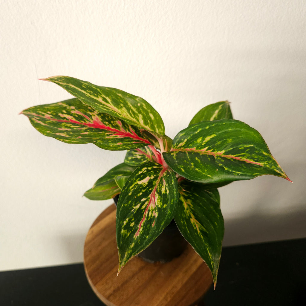 Aglaonema | Ammaj Jaron
