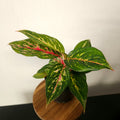Aglaonema | Ammaj Jaron