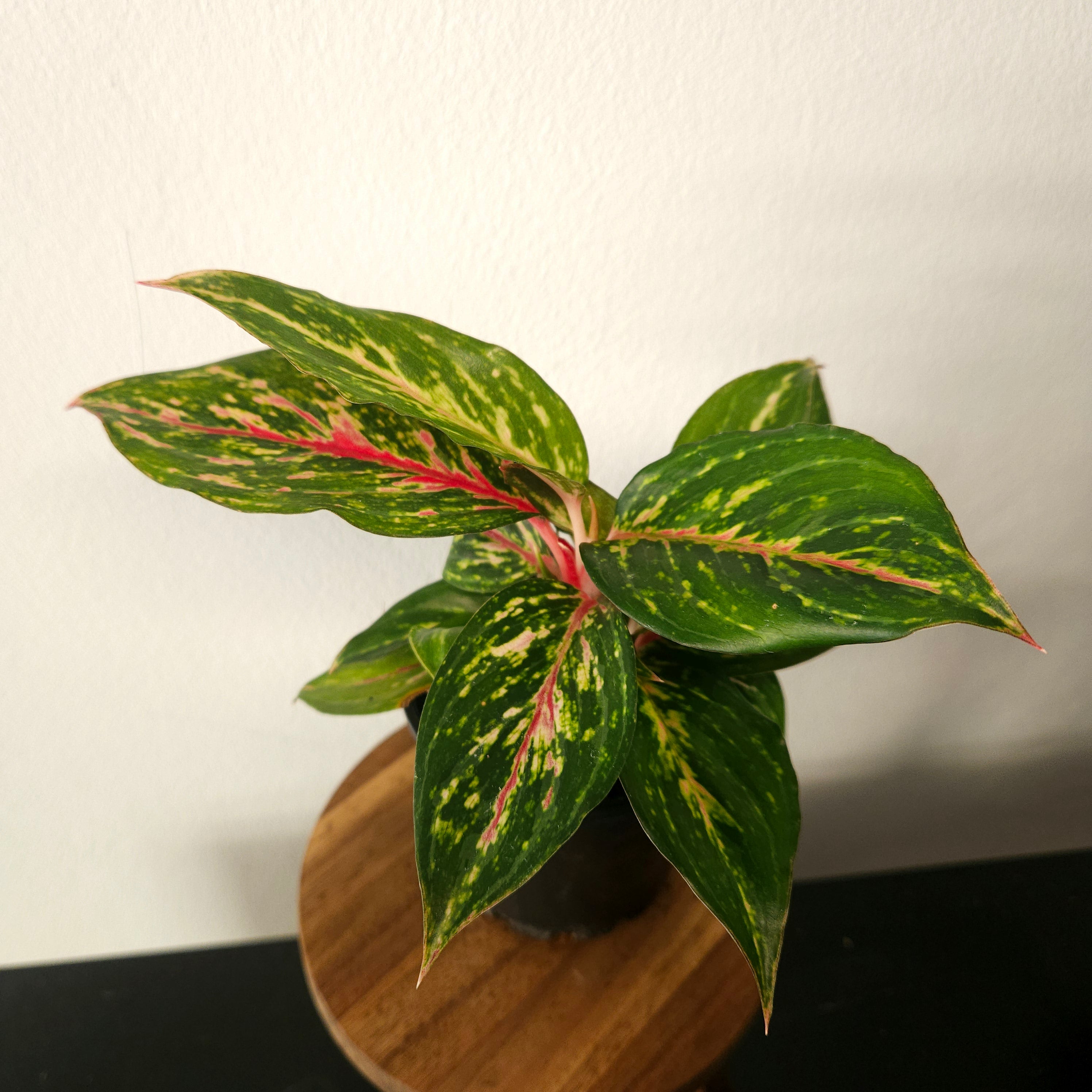Aglaonema | Ammaj Jaron