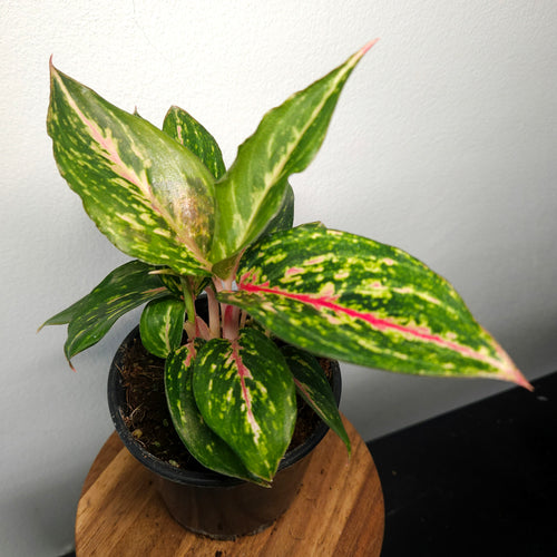Aglaonema | Ammaj Jaron