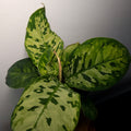 Homalomena Camouflage | Mottled Rare