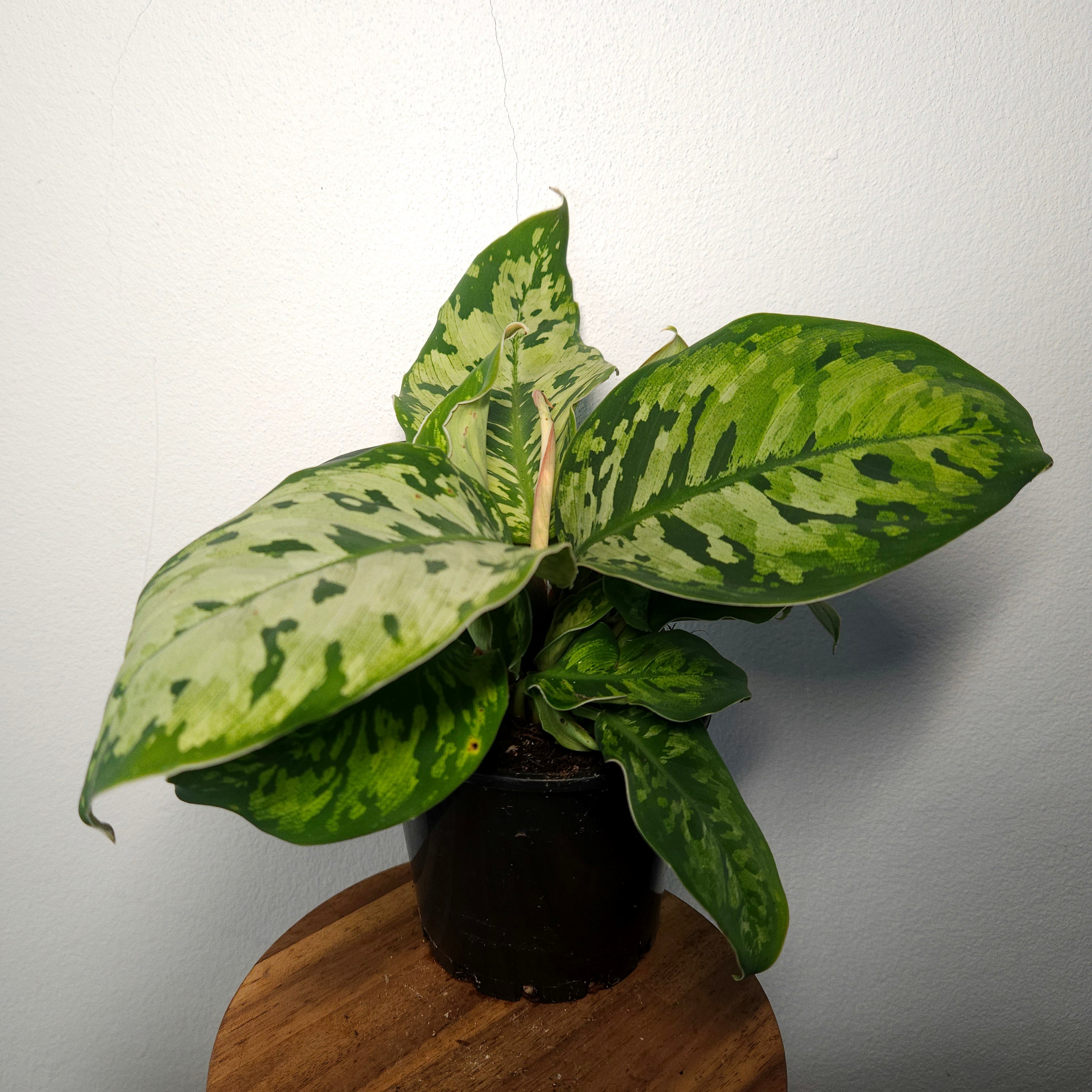 Homalomena Camouflage | Mottled Rare