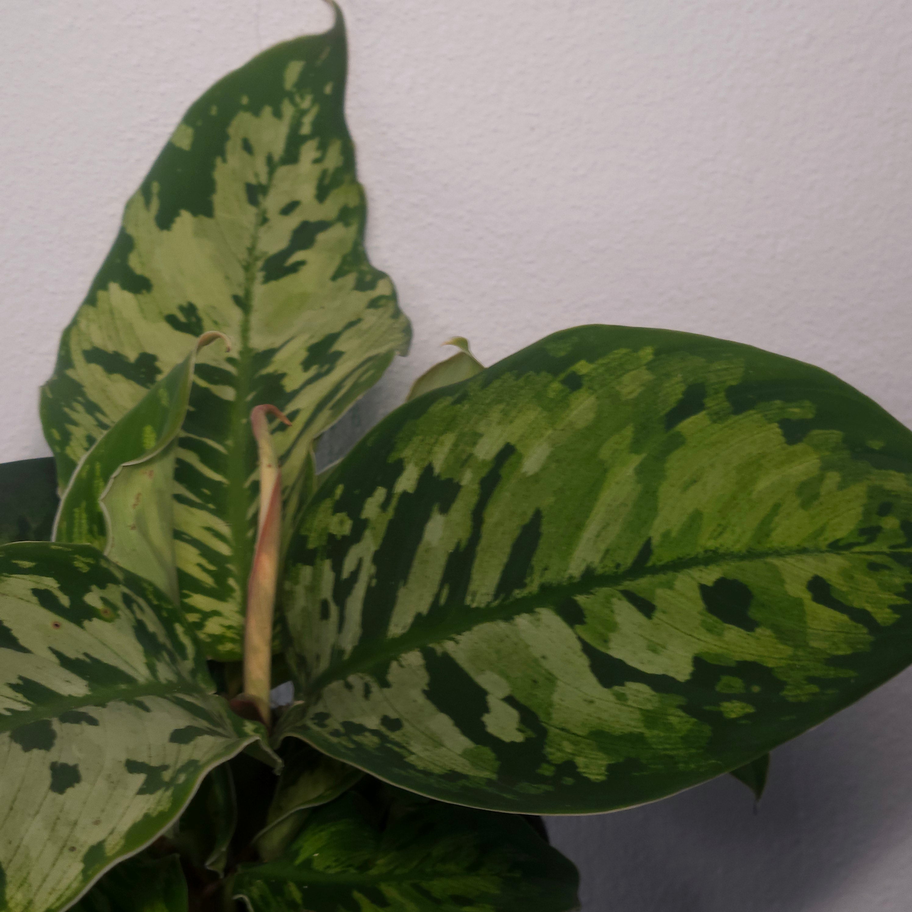 Homalomena Camouflage | Mottled Rare