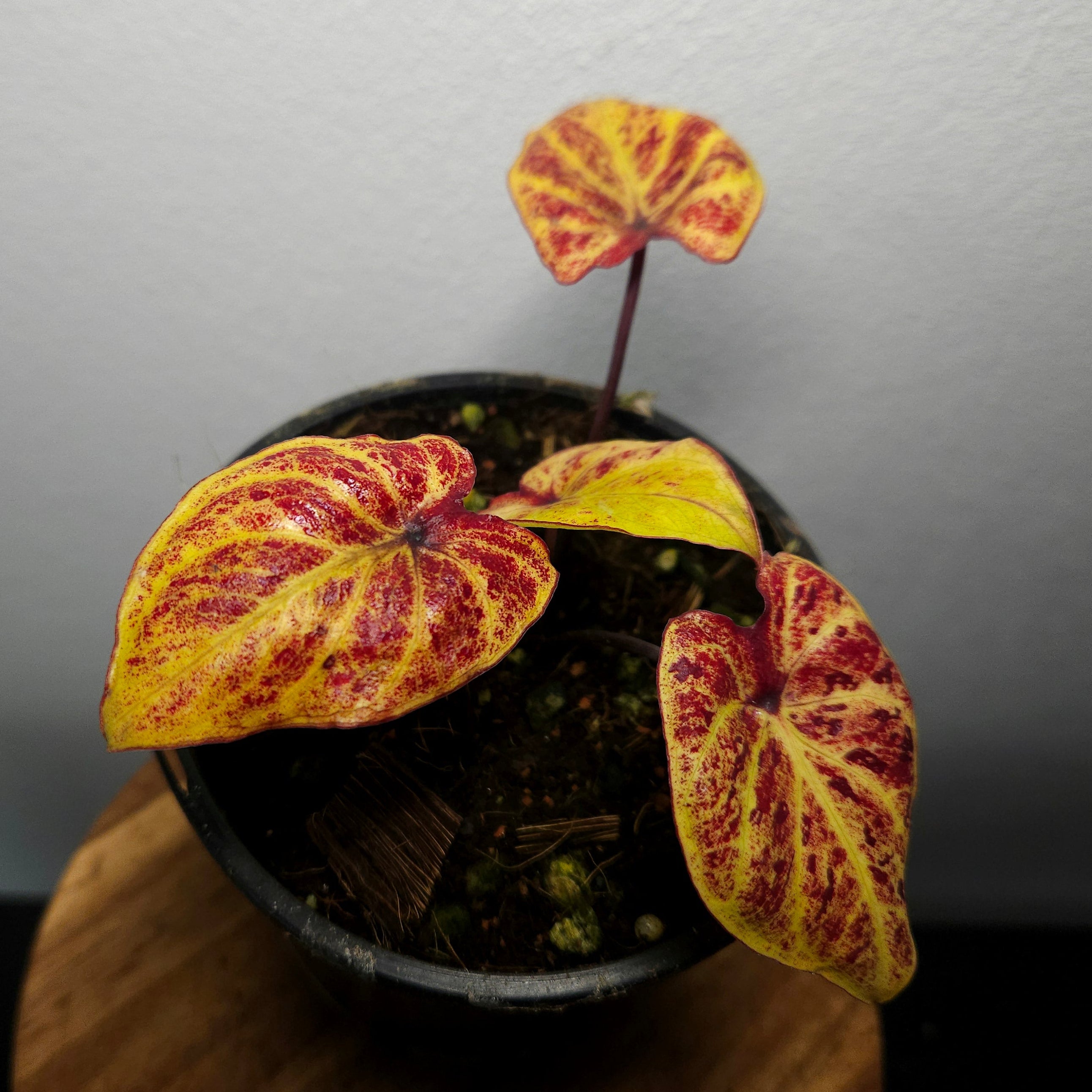 Caladium Bicolor | Amber Flame