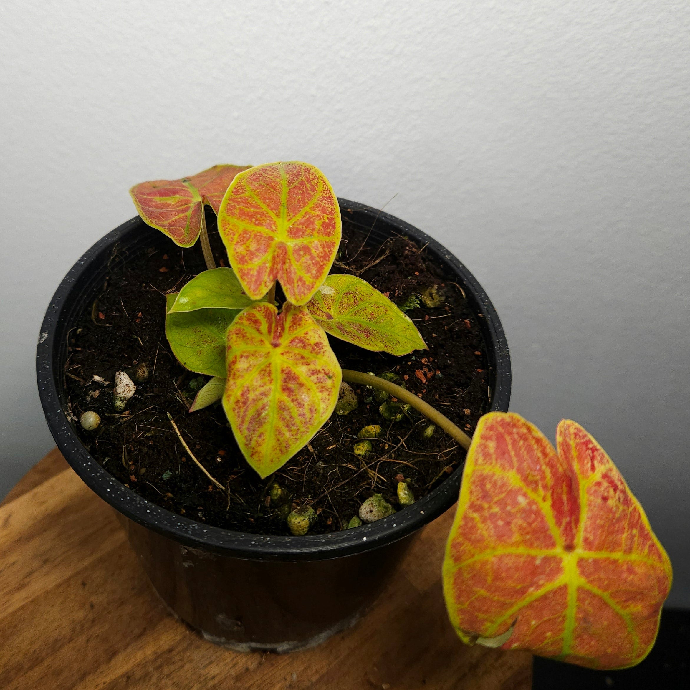 Caladium Bicolor | Amber Flame