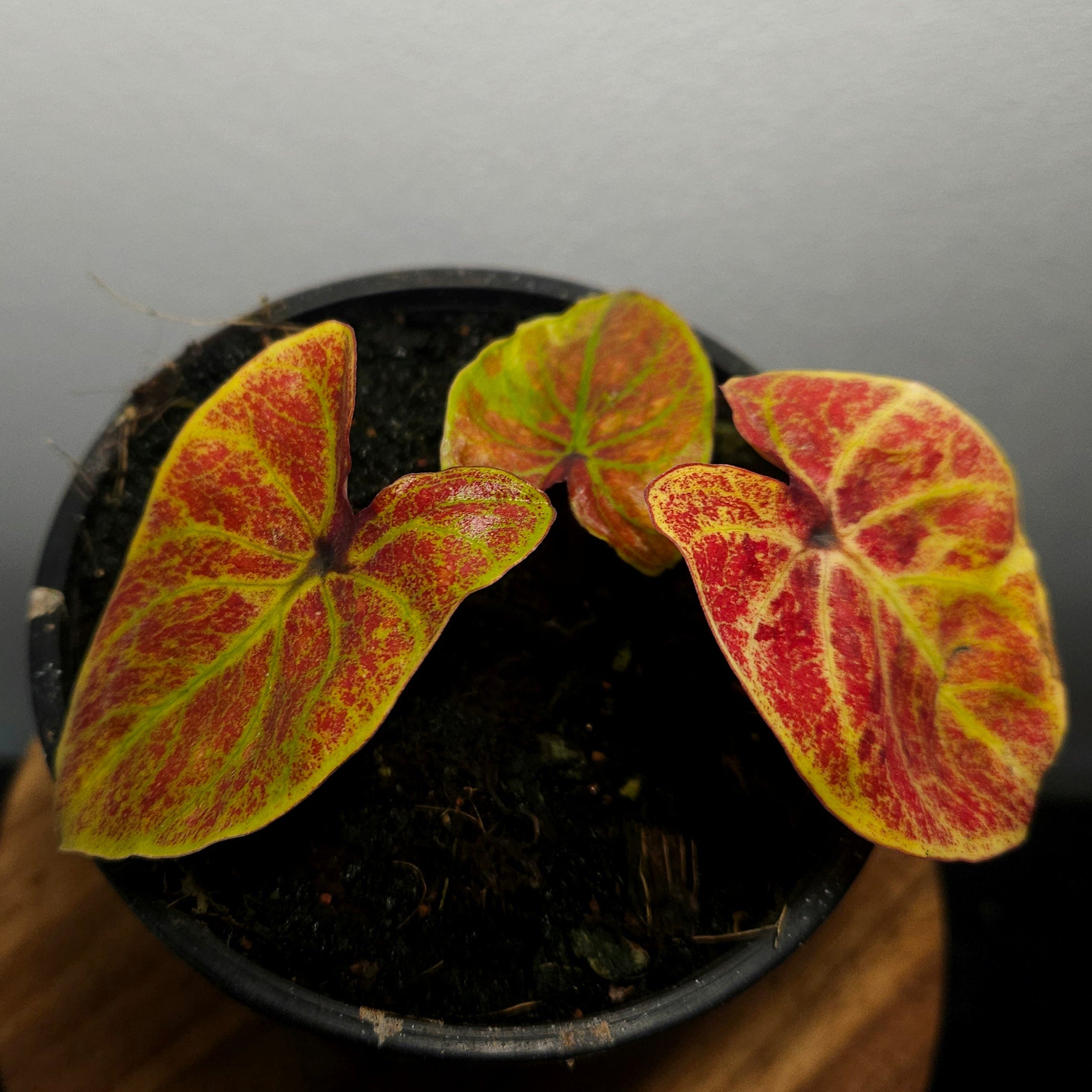 Caladium Bicolor | Amber Flame