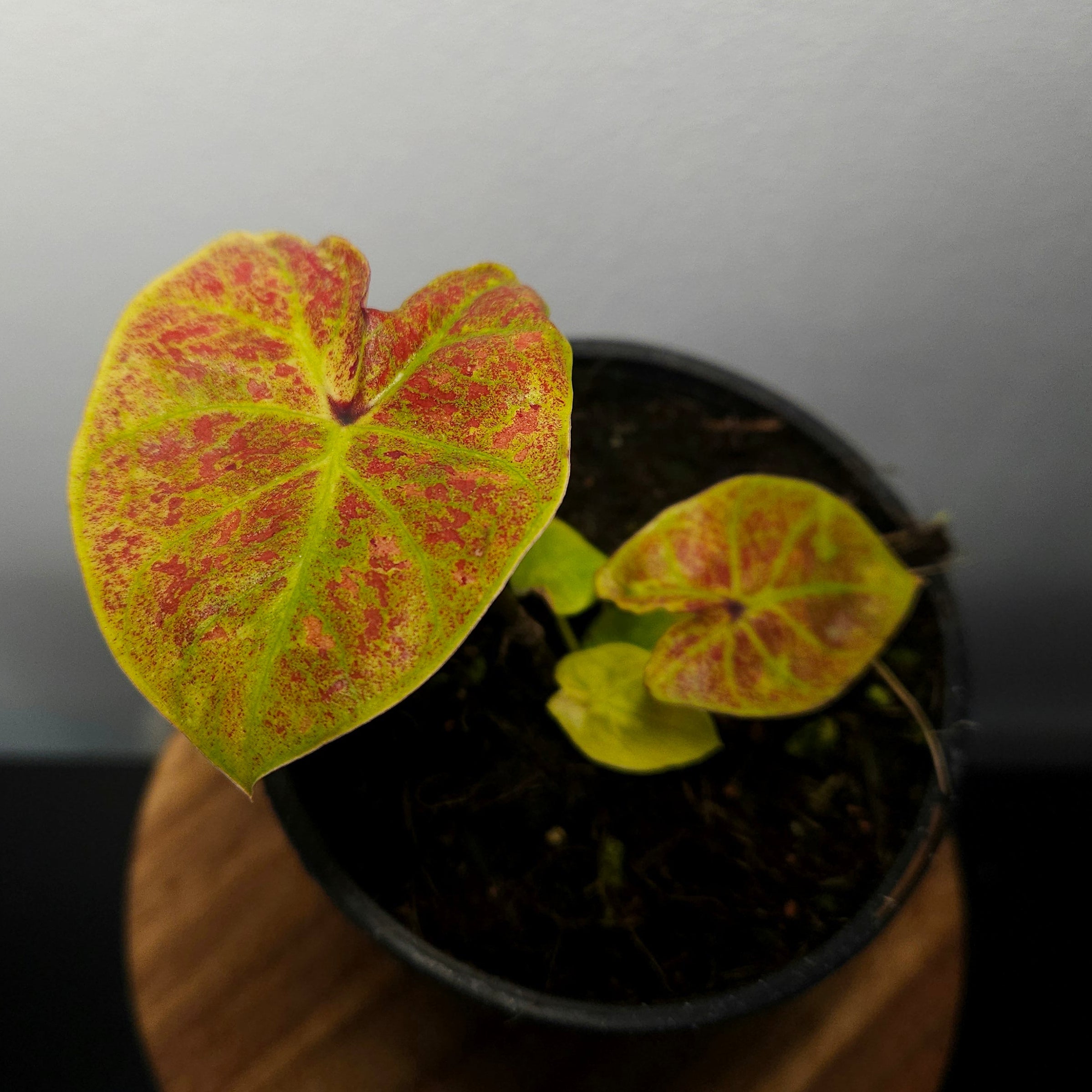 Caladium Bicolor | Amber Flame
