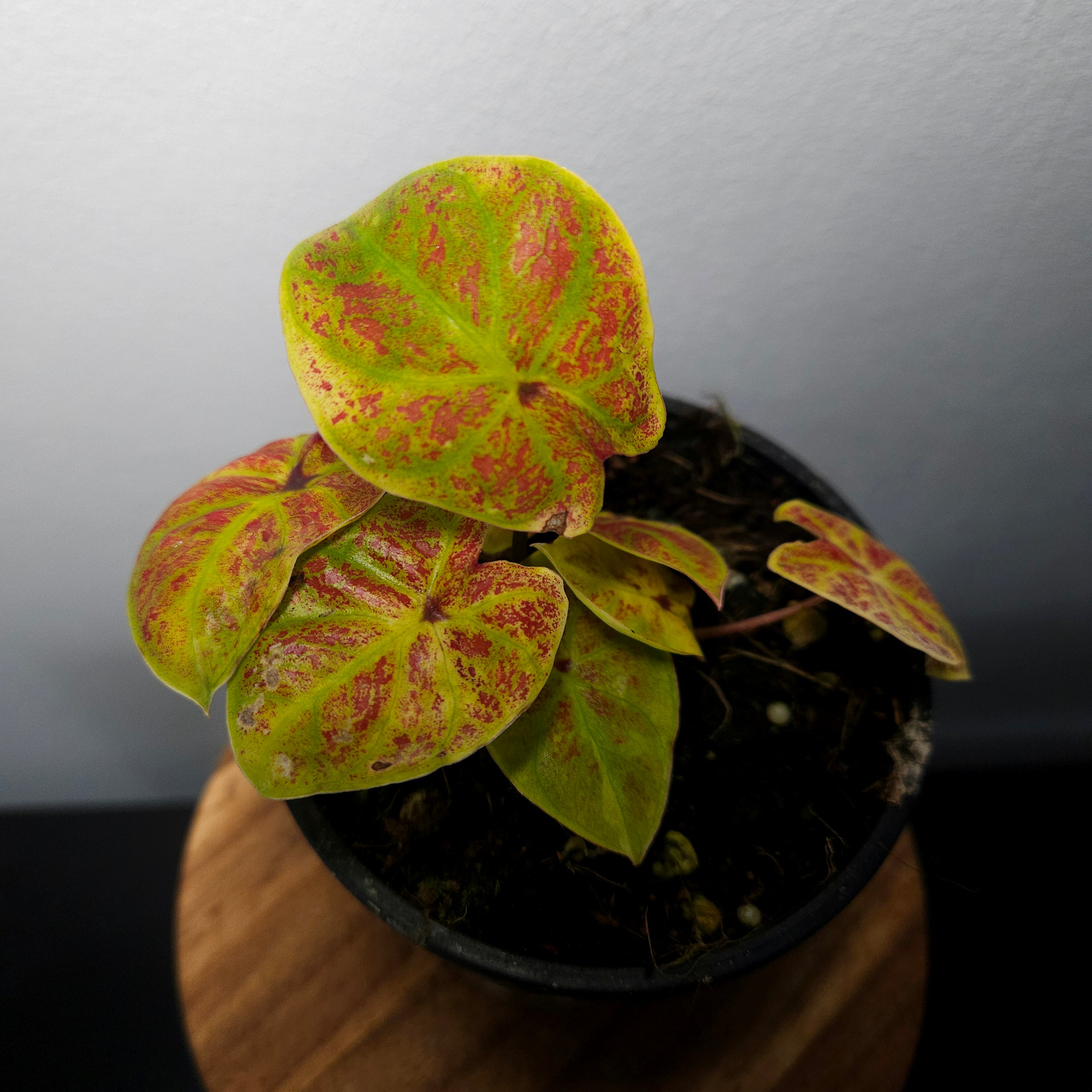 Caladium Bicolor | Amber Flame