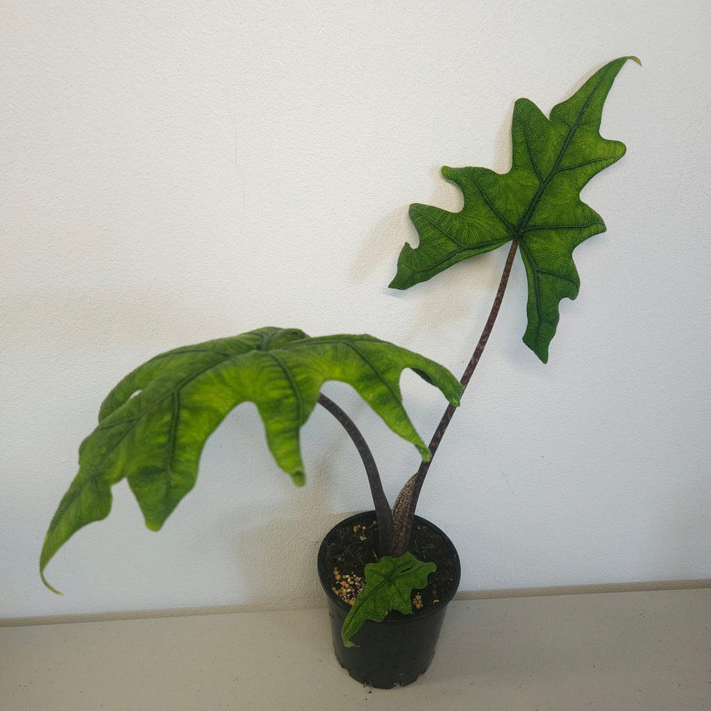 Alocasia Jacklyn | Rare Textured Leaf Alocasia tandurusa