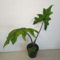 Alocasia Jacklyn | Rare Textured Leaf Alocasia tandurusa