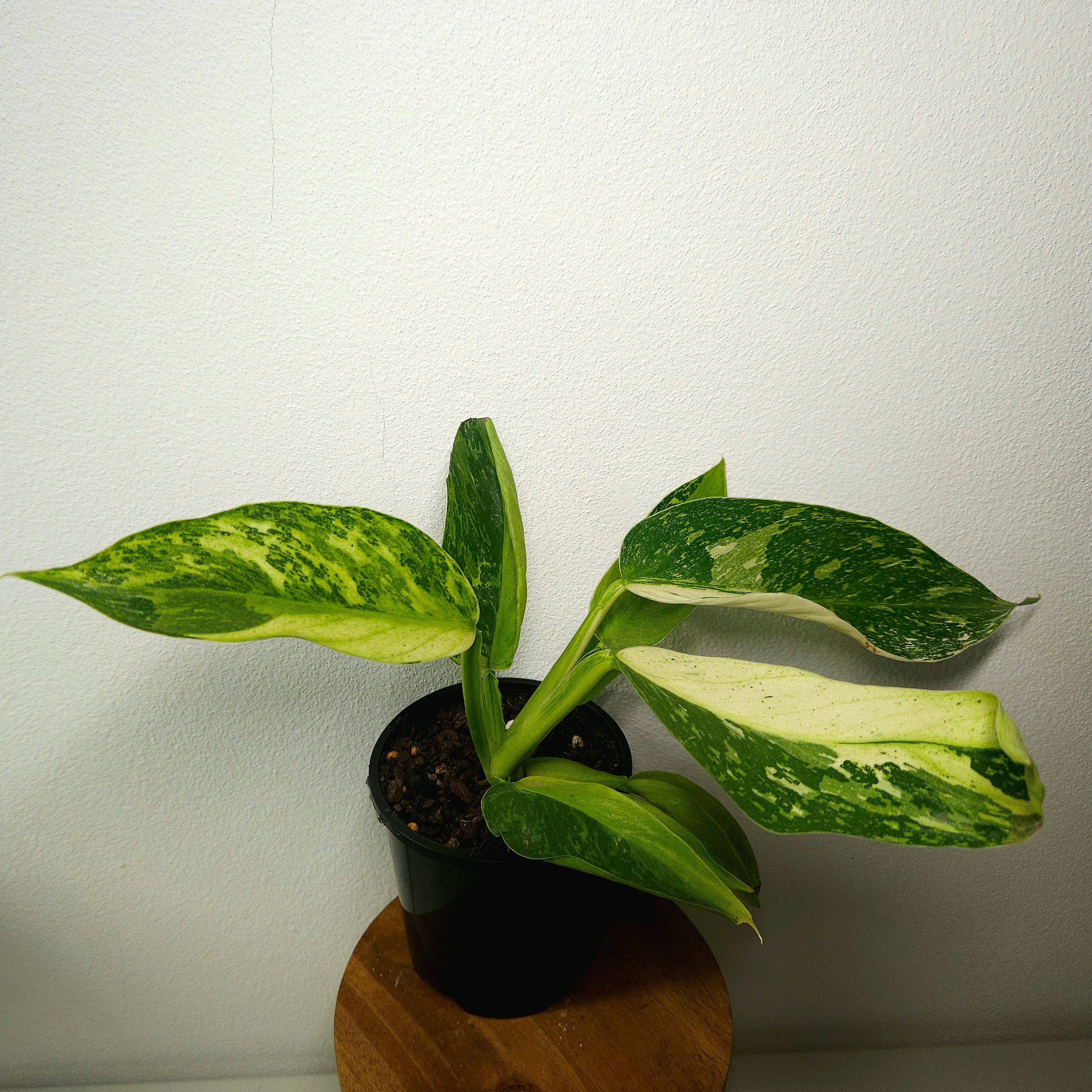 Philodendron Jose Buono | Highly Variegated