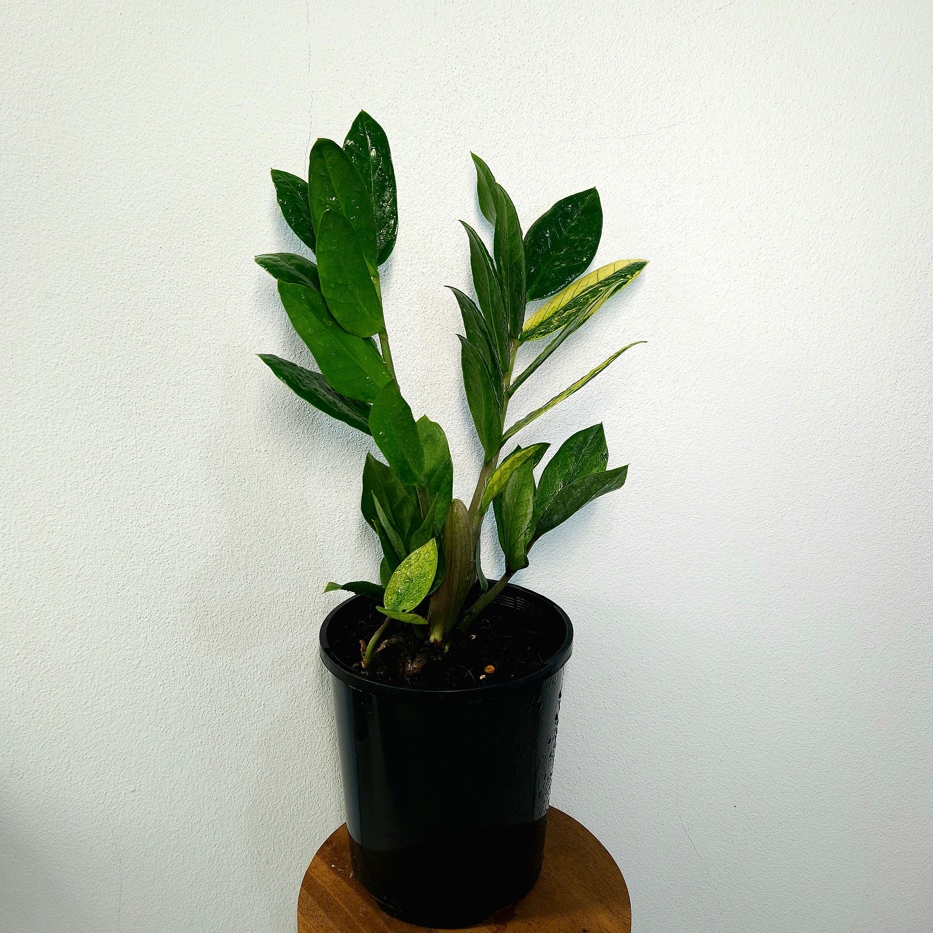 ZZ Plant | EXTRA Rare Variegated/Albo (Zamioculcas zamiifolia)
