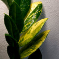 ZZ Plant | EXTRA Rare Variegated/Albo (Zamioculcas zamiifolia)