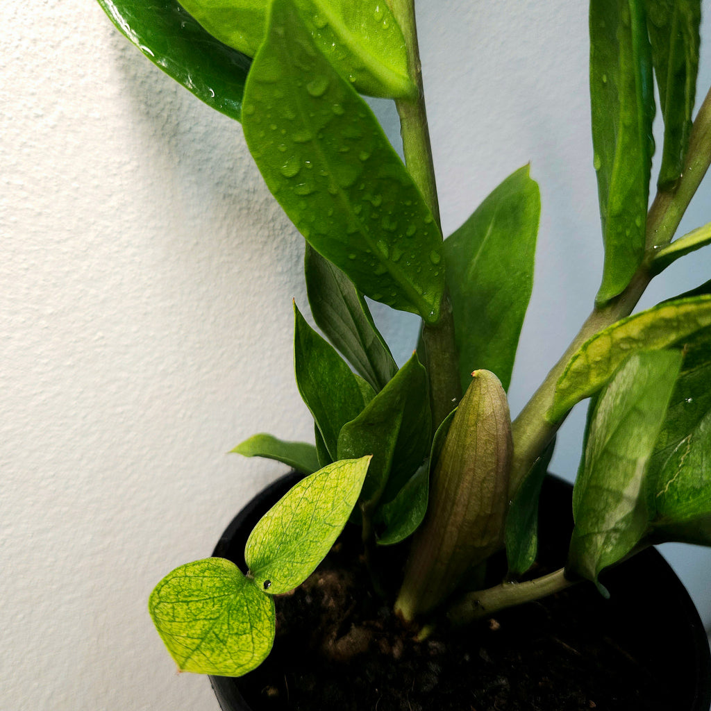 ZZ Plant | EXTRA Rare Variegated/Albo (Zamioculcas zamiifolia)