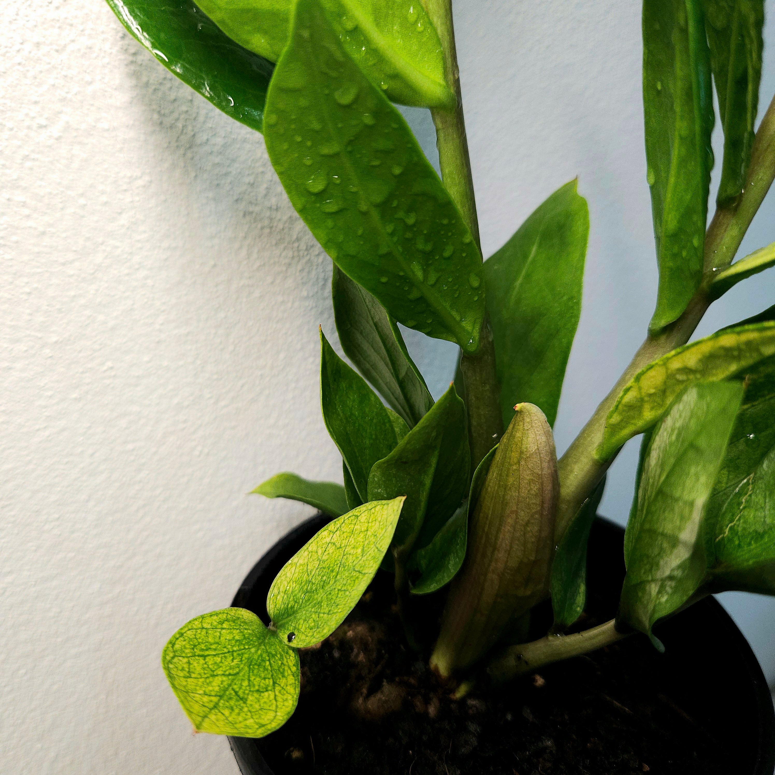 ZZ Plant | EXTRA Rare Variegated/Albo (Zamioculcas zamiifolia)