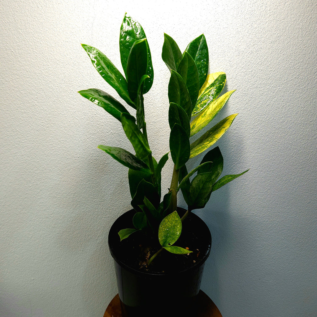 ZZ Plant | EXTRA Rare Variegated/Albo (Zamioculcas zamiifolia)