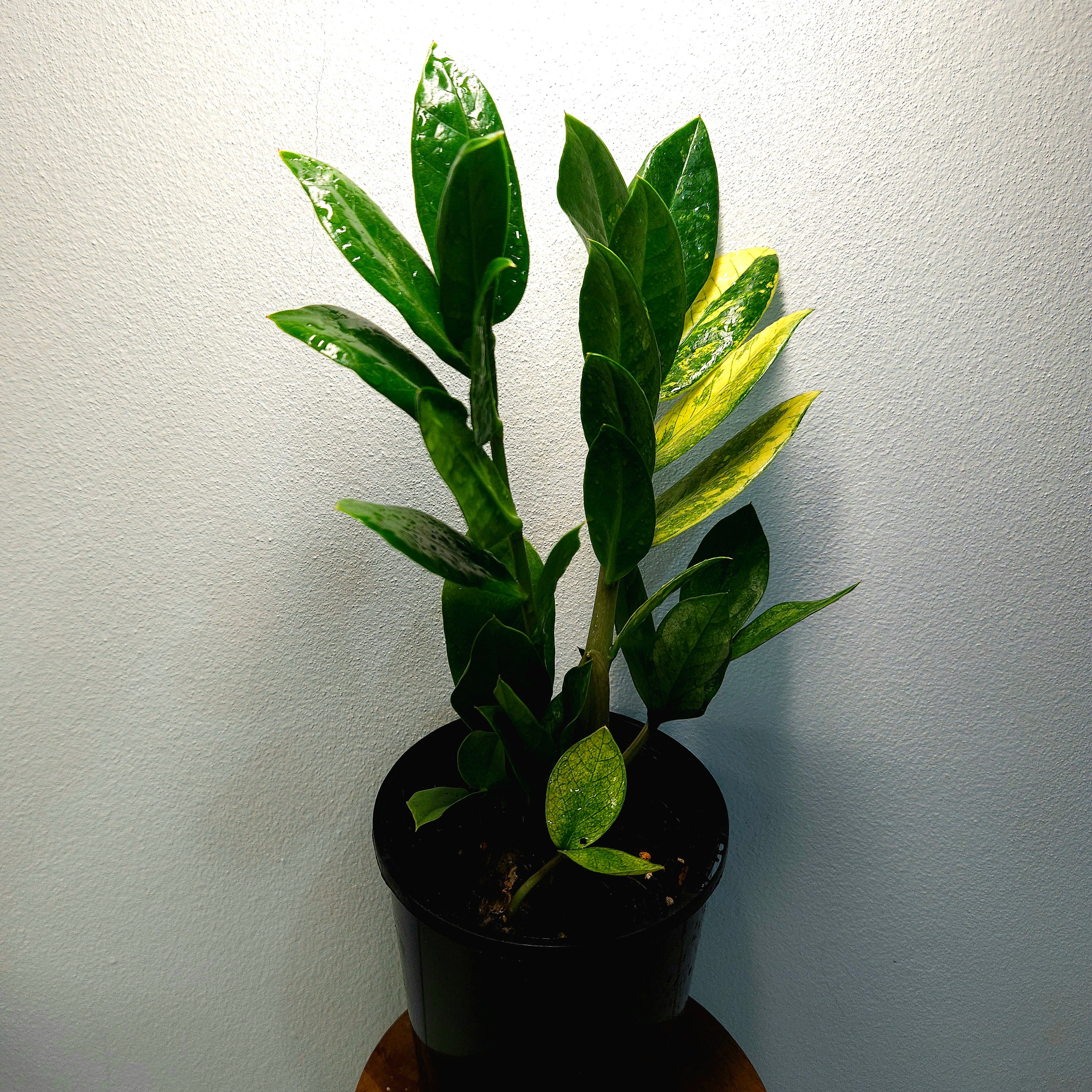 ZZ Plant | EXTRA Rare Variegated/Albo (Zamioculcas zamiifolia)