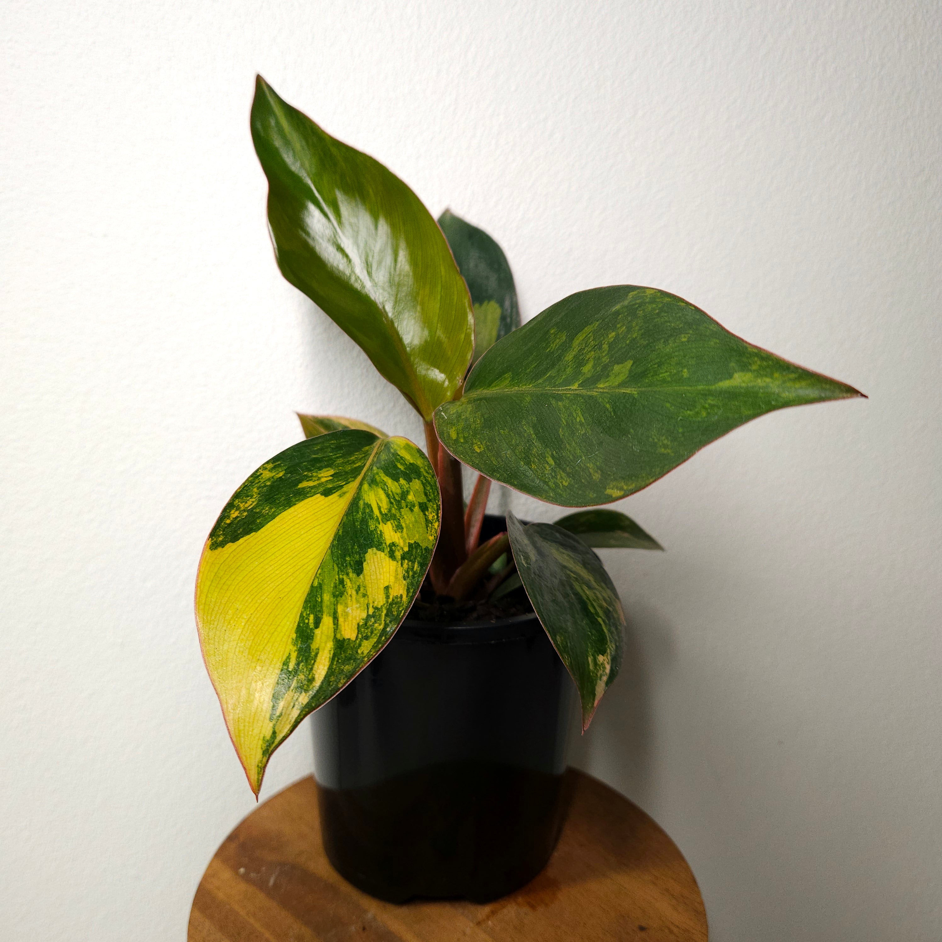 Philodendron | 'Rojo Congo Variegated' Rare Collector (Copy)