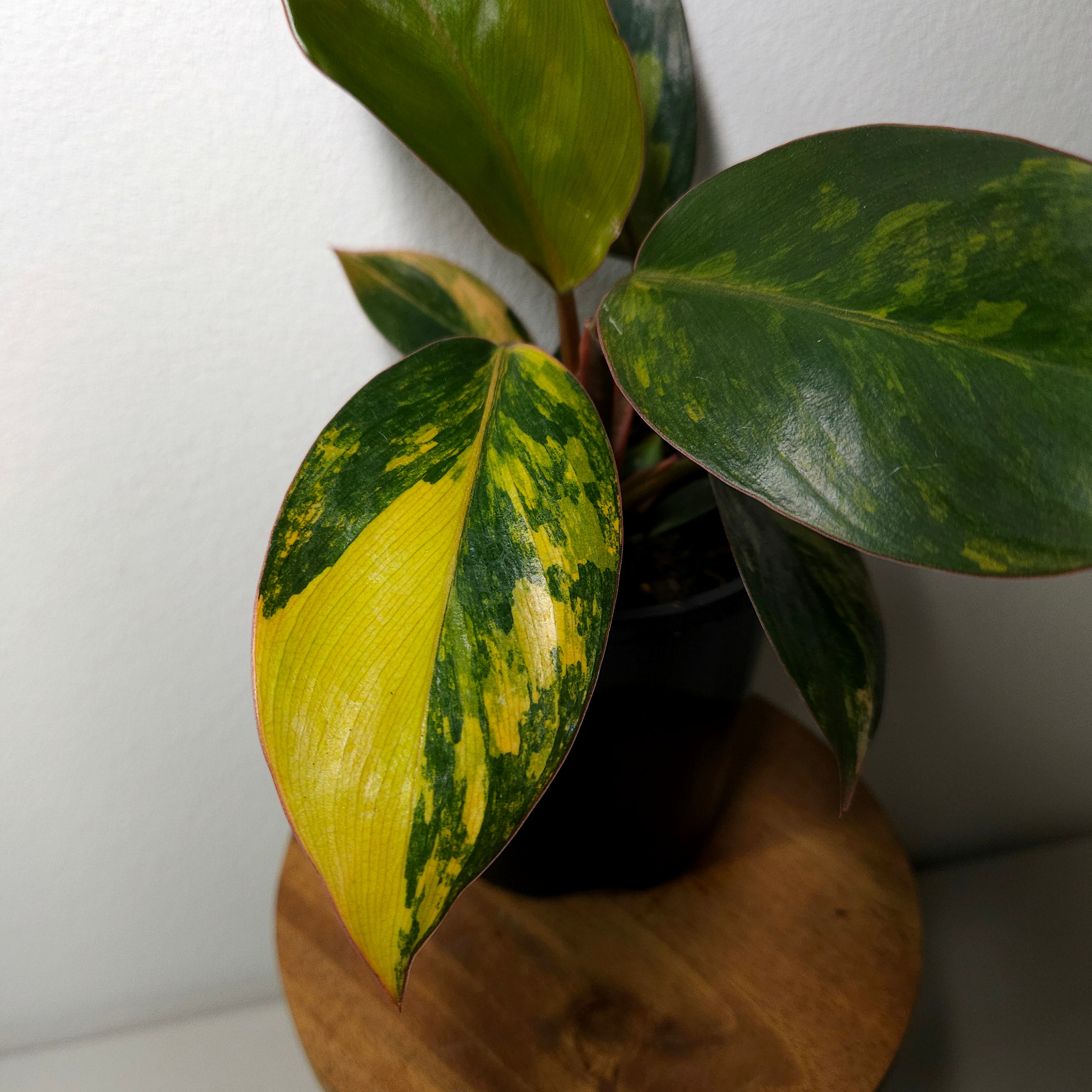 Philodendron | 'Rojo Congo Variegated' Rare Collector (Copy)