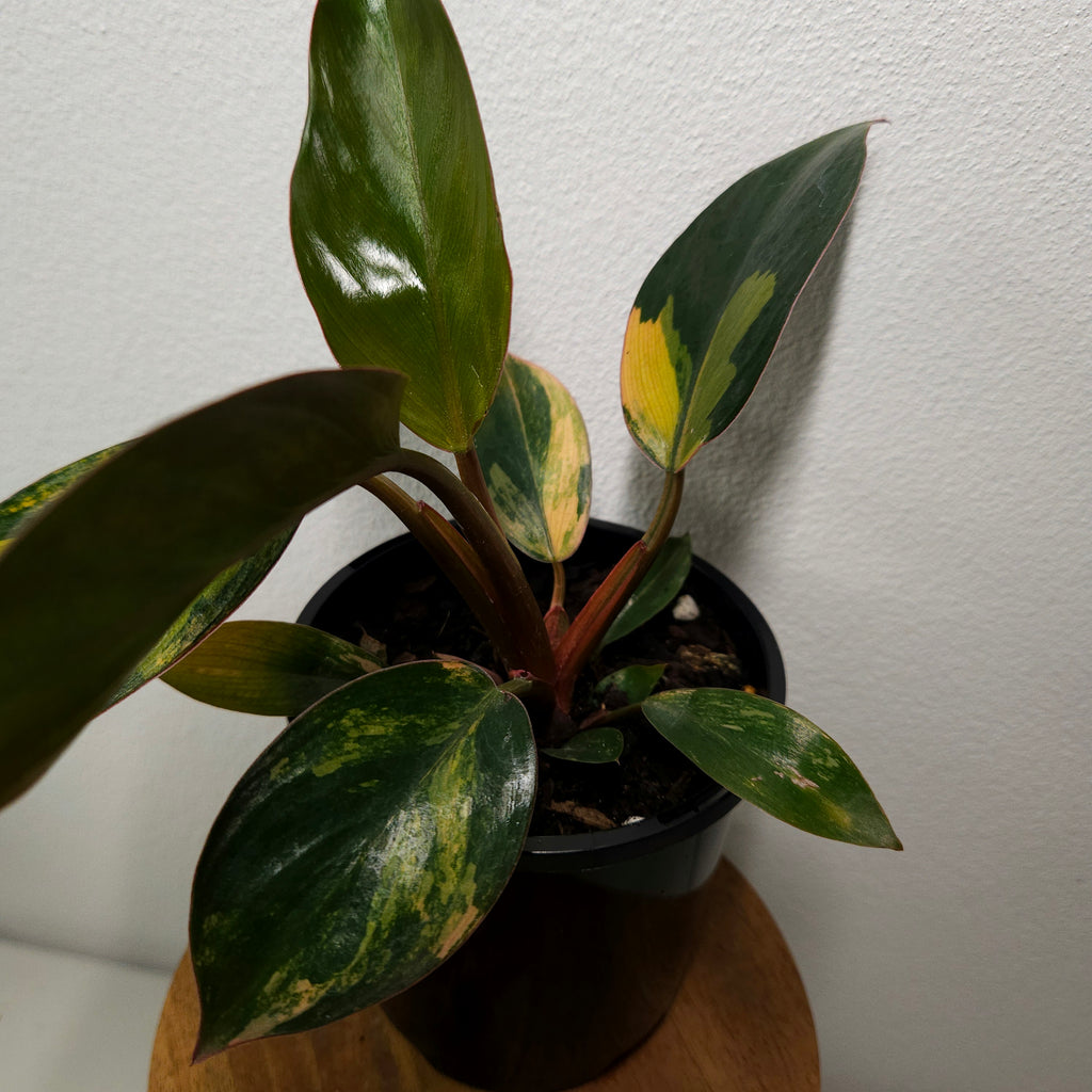 Philodendron | 'Rojo Congo Variegated' Rare Collector (Copy)
