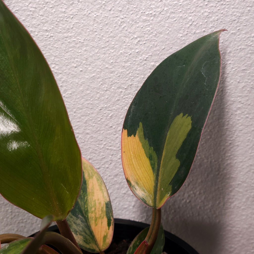 Philodendron | 'Rojo Congo Variegated' Rare Collector (Copy)