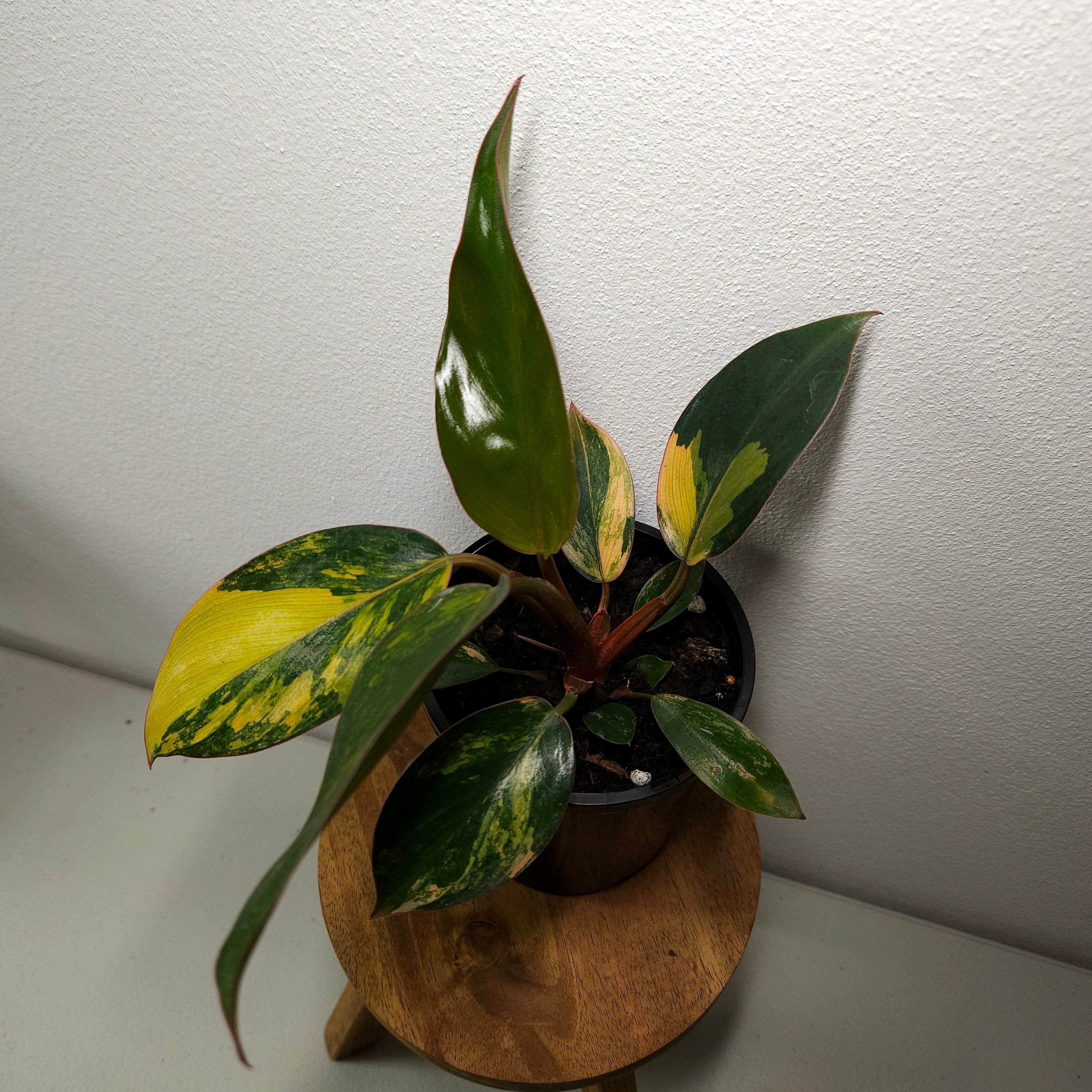 Philodendron | 'Rojo Congo Variegated' Rare Collector (Copy)